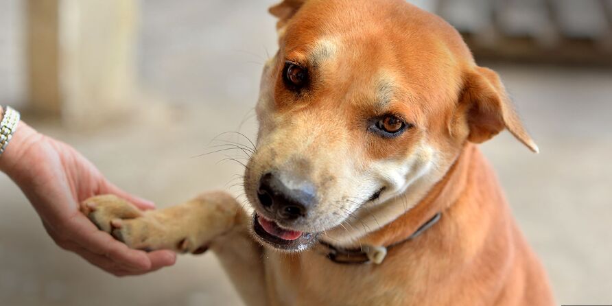 Spotlight on Endangered Species: The Majestic Snow Leopard image